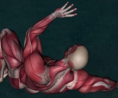 curso anatomia UEMC curso anatomia UEMC