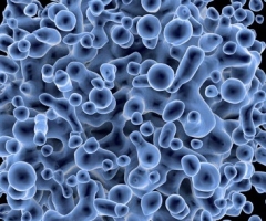 curso histopatologia essscan curso histopatologia essscan
