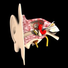 Técnicos Superiores en Audiología Protésica