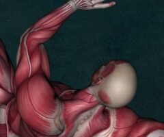 curso-anatomia-UEMC-696x350