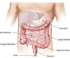 abdomen-1698565_960_720 abdomen-1698565_960_720