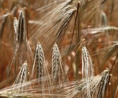 gluten-809444__340 gluten-809444__340