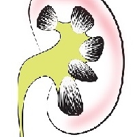 sistema renal y urinario