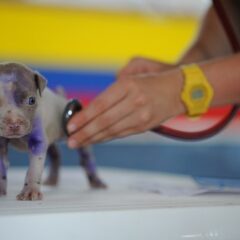 Veterinarios