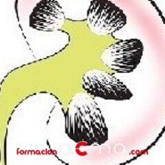 Sistema renal y urinario