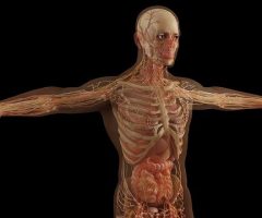 anatomy-6081933_640 anatomy-6081933_640