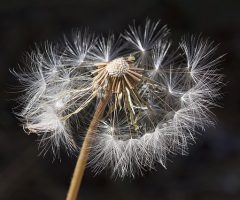 dandelion-1123445_640 dandelion-1123445_640